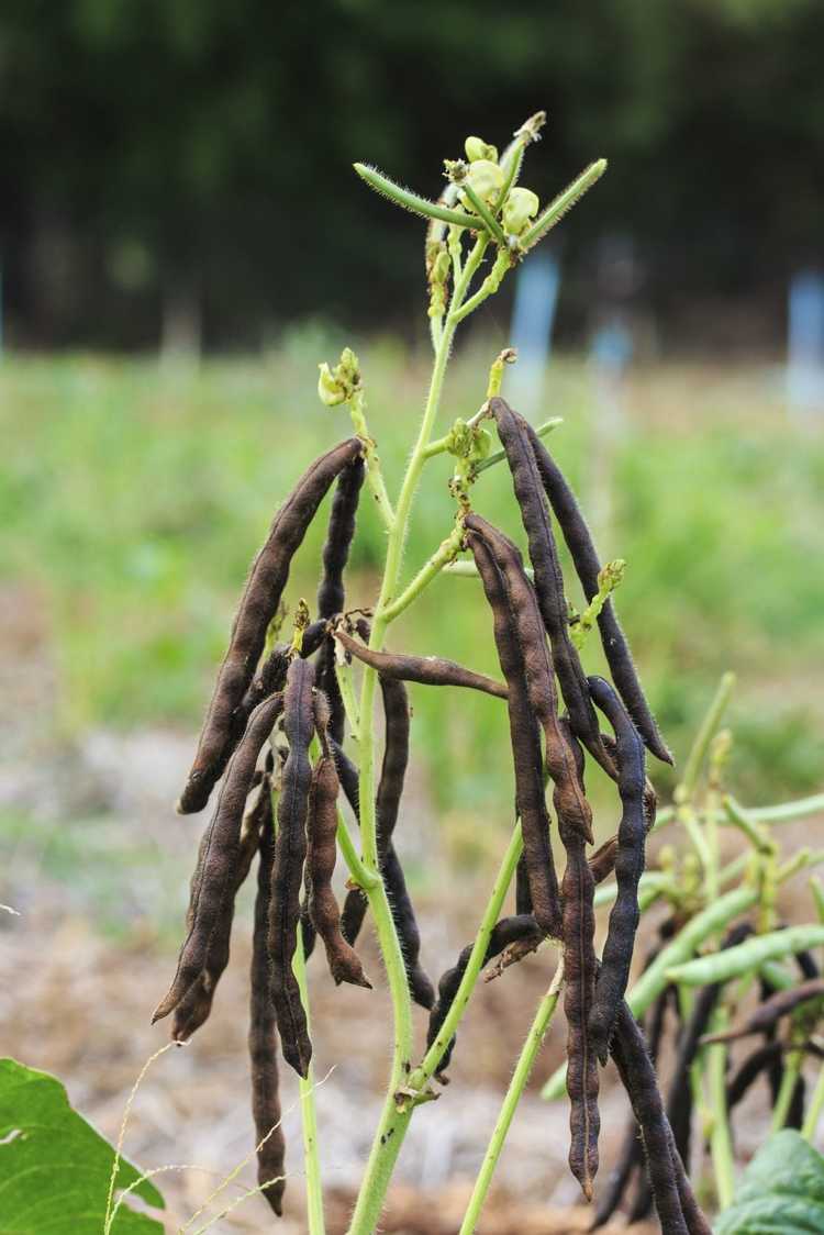 You are currently viewing Informations sur les haricots mungo – Apprenez à cultiver des haricots mungo