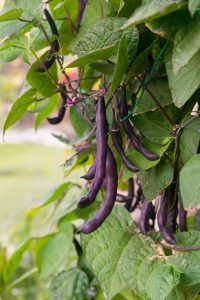 Lire la suite à propos de l’article Haricot de jardin à gousses violettes: Comment cultiver des haricots nains à gousses violettes Royauté