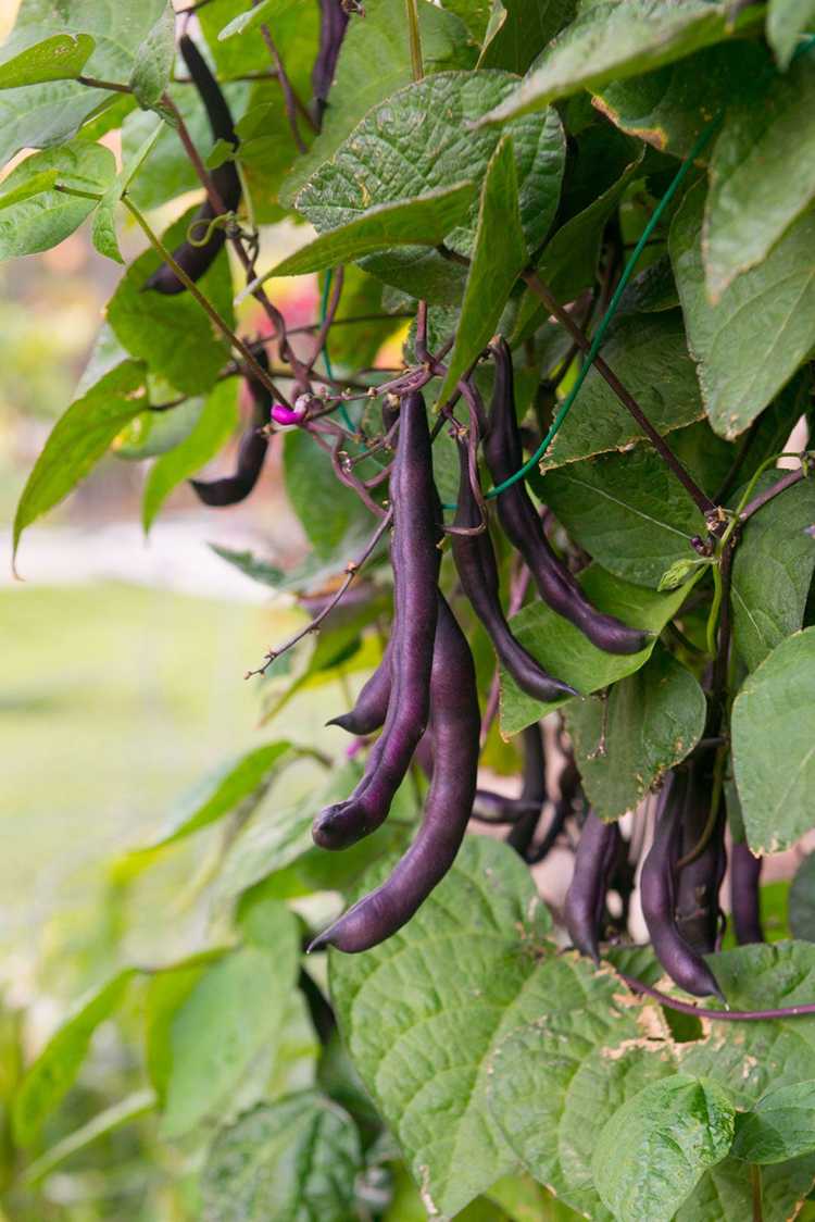 You are currently viewing Haricot de jardin à gousses violettes: Comment cultiver des haricots nains à gousses violettes Royauté