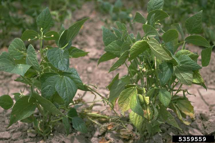 You are currently viewing Maladies fongiques des haricots: conseils pour traiter la pourriture des racines des plants de haricots