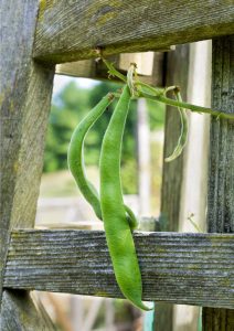 Lire la suite à propos de l’article Qu'est-ce qu'une maison de haricots : apprenez à faire pousser une maison faite de haricots