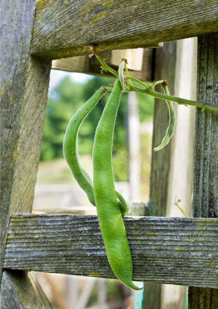 You are currently viewing Qu'est-ce qu'une maison de haricots : apprenez à faire pousser une maison faite de haricots