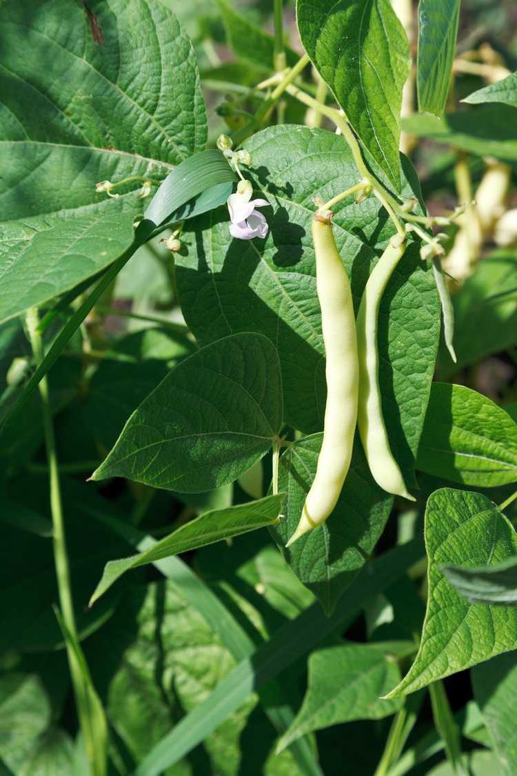 Lire la suite à propos de l’article Conseils pour cultiver des haricots – Apprenez à planter des haricots dans le jardin