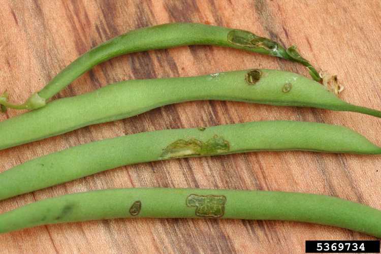 You are currently viewing Contrôle biologique des coléoptères : comment éloigner naturellement les coléoptères des haricots verts