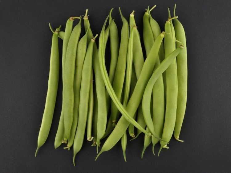 You are currently viewing Comment faire pousser des haricots verts : prendre soin des haricots nains verts