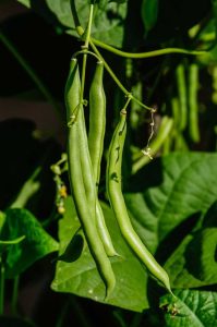 Lire la suite à propos de l’article Faits sur les haricots Bountiful – Comment faire pousser des haricots anciens Bountiful