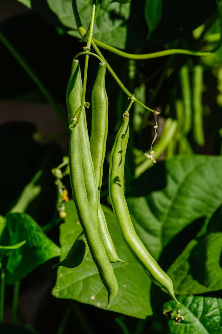 You are currently viewing Faits sur les haricots Bountiful – Comment faire pousser des haricots anciens Bountiful