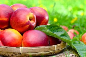 Lire la suite à propos de l’article Harko Nectarine Care: Comment faire pousser un arbre Harko Nectarine