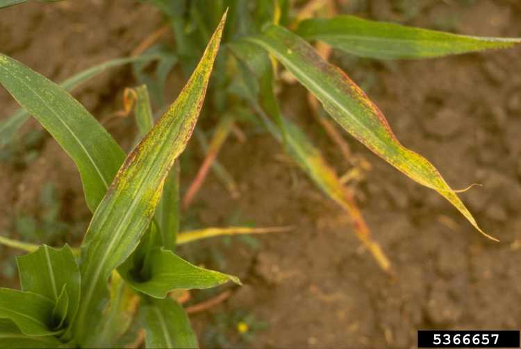 You are currently viewing Maladie des hautes plaines dans le maïs sucré – Traiter le maïs avec le virus des hautes plaines