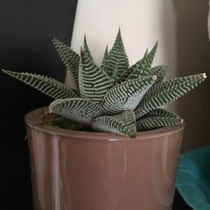 Lire la suite à propos de l’article Haworthia Zebra Cactus – Comment prendre soin des plantes Zebra Haworthia