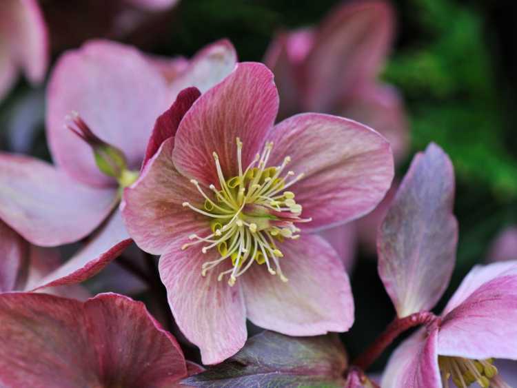 You are currently viewing Propagation des graines d'hellébore : conseils pour planter des graines d'hellébore