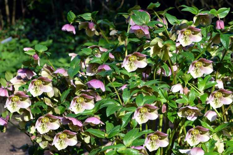 You are currently viewing Informations sur l'hellébore oriental – En savoir plus sur la culture des plantes d'hellébore oriental