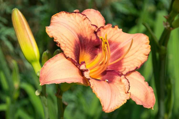 You are currently viewing Pas de floraison sur les hémérocalles – Que faire lorsqu'une hémérocalle ne fleurit pas