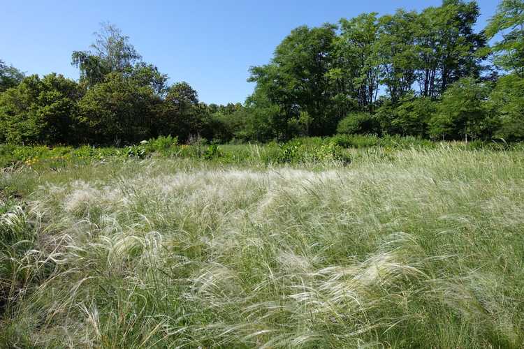 You are currently viewing Qu'est-ce que le Texas Needlegrass – En savoir plus sur les informations et les soins du Texas Needlegrass