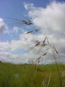 Lire la suite à propos de l’article Comment faire pousser de l'herbe à aiguilles violette: un guide pour les soins de l'herbe à aiguilles violette