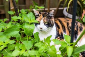 Lire la suite à propos de l’article Ai-je de la menthe à chat ou de l'herbe à chat : l'herbe à chat et la menthe à chat sont-elles la même plante