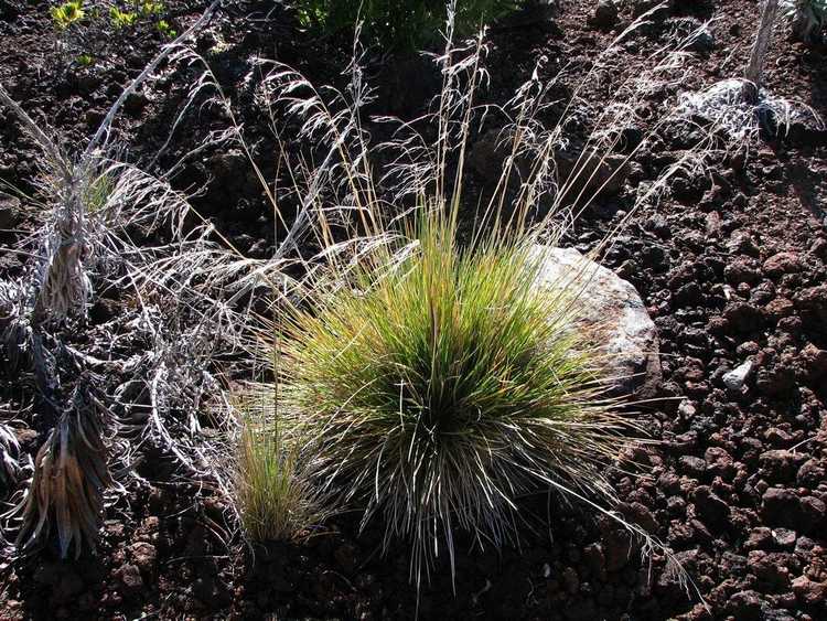 You are currently viewing Herbe à cheveux ornementale – Conseils pour cultiver de l'herbe à cheveux touffue