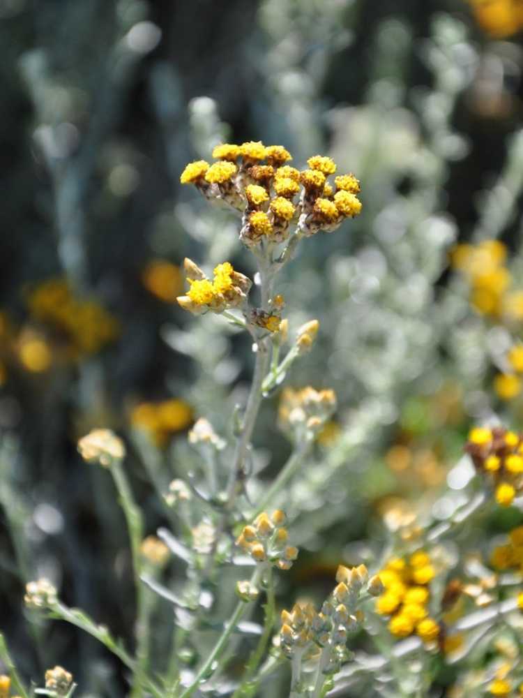 You are currently viewing Qu'est-ce que l'herbe à pointes d'argent – Cultiver de l'herbe à pointes d'argent Helichrysum