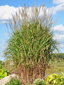 Lire la suite à propos de l’article Entretien de l'herbe à flamme – Cultiver du miscanthus à herbe à flamme