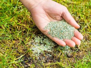 Lire la suite à propos de l’article Semis de gazon dormant : avantages et inconvénients de planter des graines de gazon en hiver