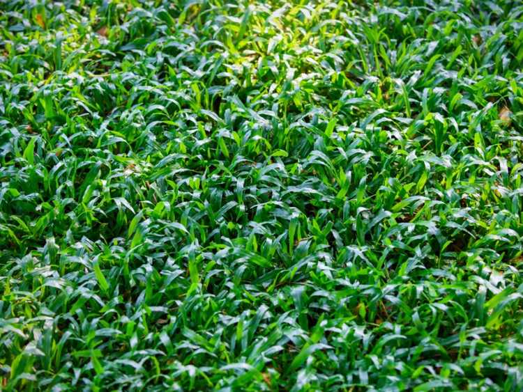 Lire la suite à propos de l’article Utilisations de l'herbe à tapis : informations sur l'herbe à tapis dans les zones de pelouse