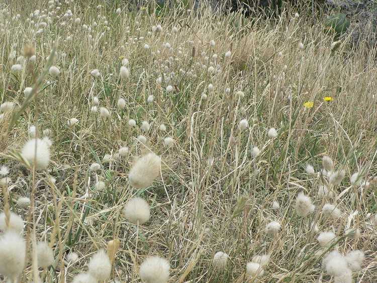 You are currently viewing Informations sur les plantes d'herbe de lapin : Comment faire pousser des herbes à queue de lapin