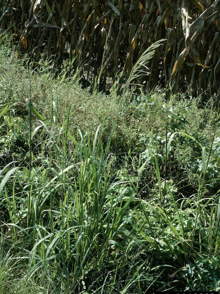 Lire la suite à propos de l’article Contrôle du Bahiagrass – Comment éradiquer le Bahiagrass dans votre pelouse