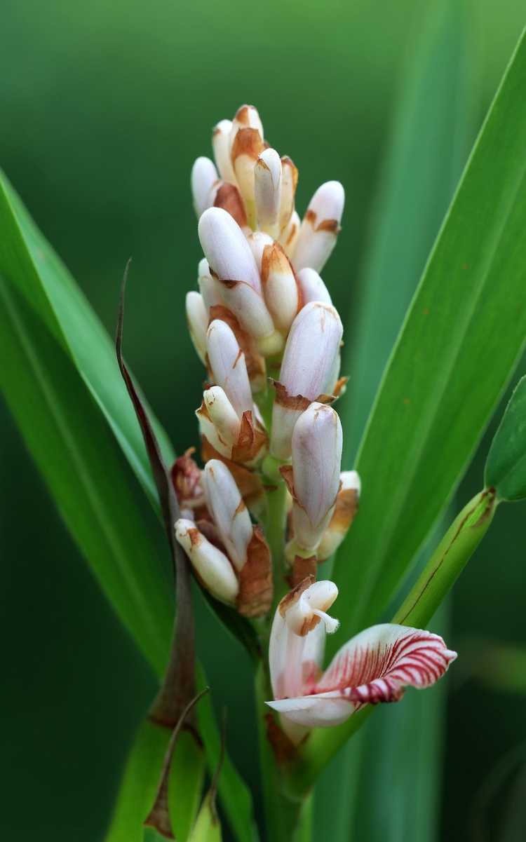 You are currently viewing Informations sur la cardamome : quelles sont les utilisations de l'épice de cardamome