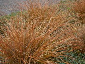 Lire la suite à propos de l’article Herbe de carex au coq rouge – Conseils sur la culture du carex à feuilles cuies du coq rouge