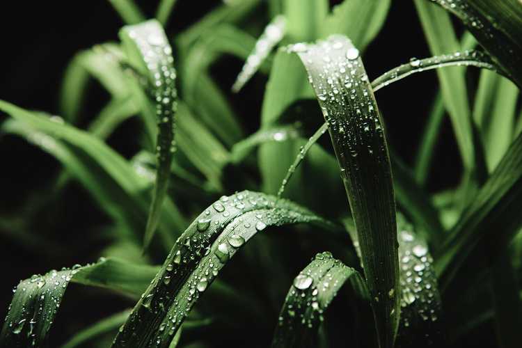 You are currently viewing Qu'est-ce que l'herbe à la citronnelle : l'herbe à la citronnelle repousse-t-elle les moustiques