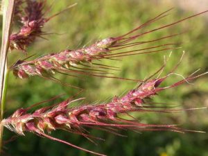 Lire la suite à propos de l’article Contrôle de l'herbe de basse-cour – Qu'est-ce que l'herbe de basse-cour et comment la contrôler