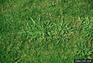 Lire la suite à propos de l’article Dallisgrass Weed : Comment contrôler le Dallisgrass