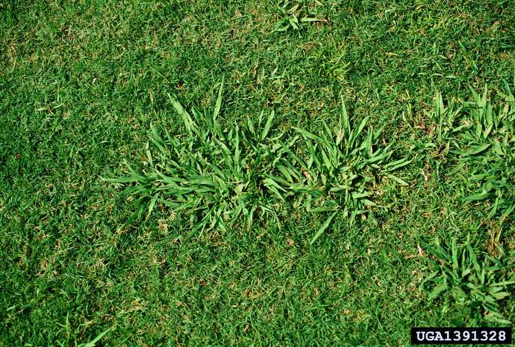 You are currently viewing Dallisgrass Weed : Comment contrôler le Dallisgrass