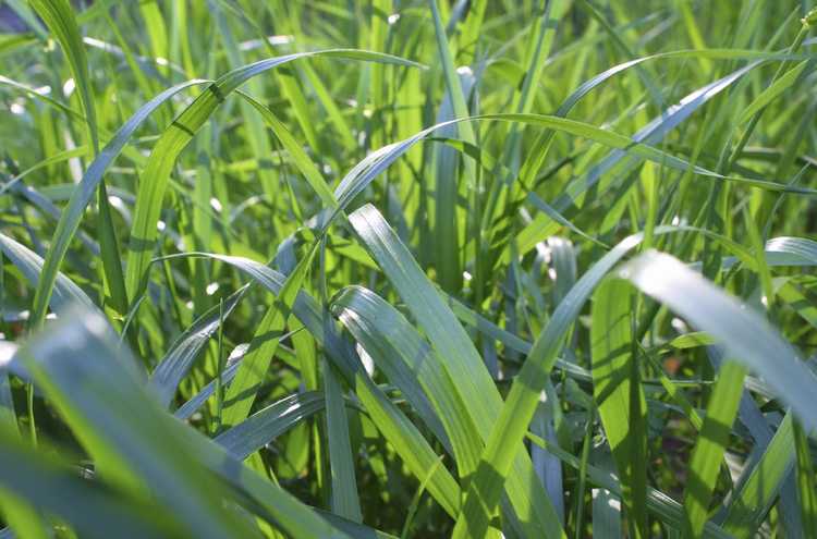 You are currently viewing Qu'est-ce que la fétuque élevée : cultiver de l'herbe de fétuque élevée dans la pelouse