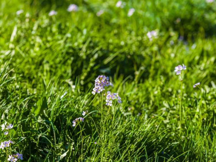 You are currently viewing Entretien de l'herbe aux yeux bleus : Cultiver des fleurs sauvages d'herbe aux yeux bleus dans le jardin