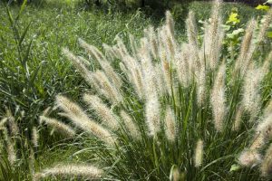 Lire la suite à propos de l’article Fertilisation de l'herbe de fontaine – Quand et quoi nourrir les graminées ornementales