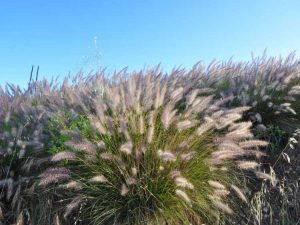 Lire la suite à propos de l’article Conseils pour la taille de l’herbe de fontaine : couper l’herbe de fontaine