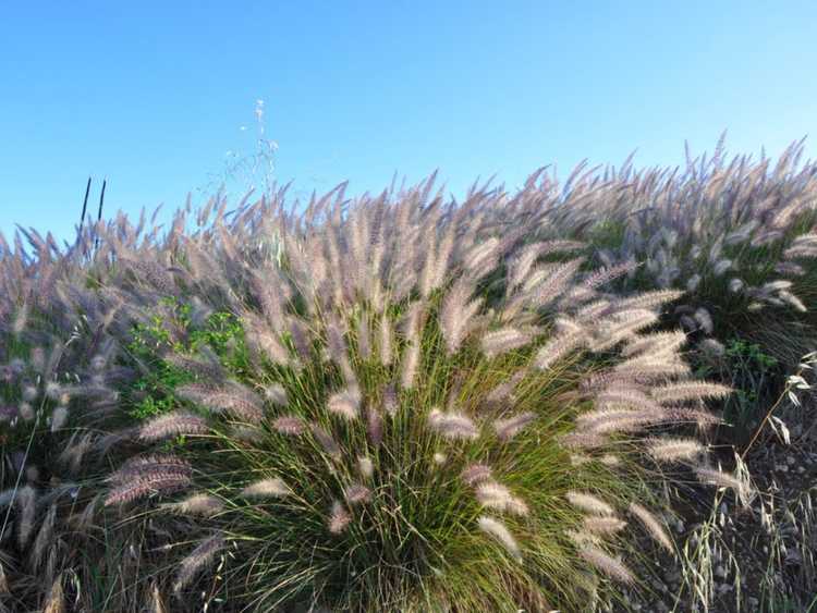 You are currently viewing Conseils pour la taille de l’herbe de fontaine : couper l’herbe de fontaine