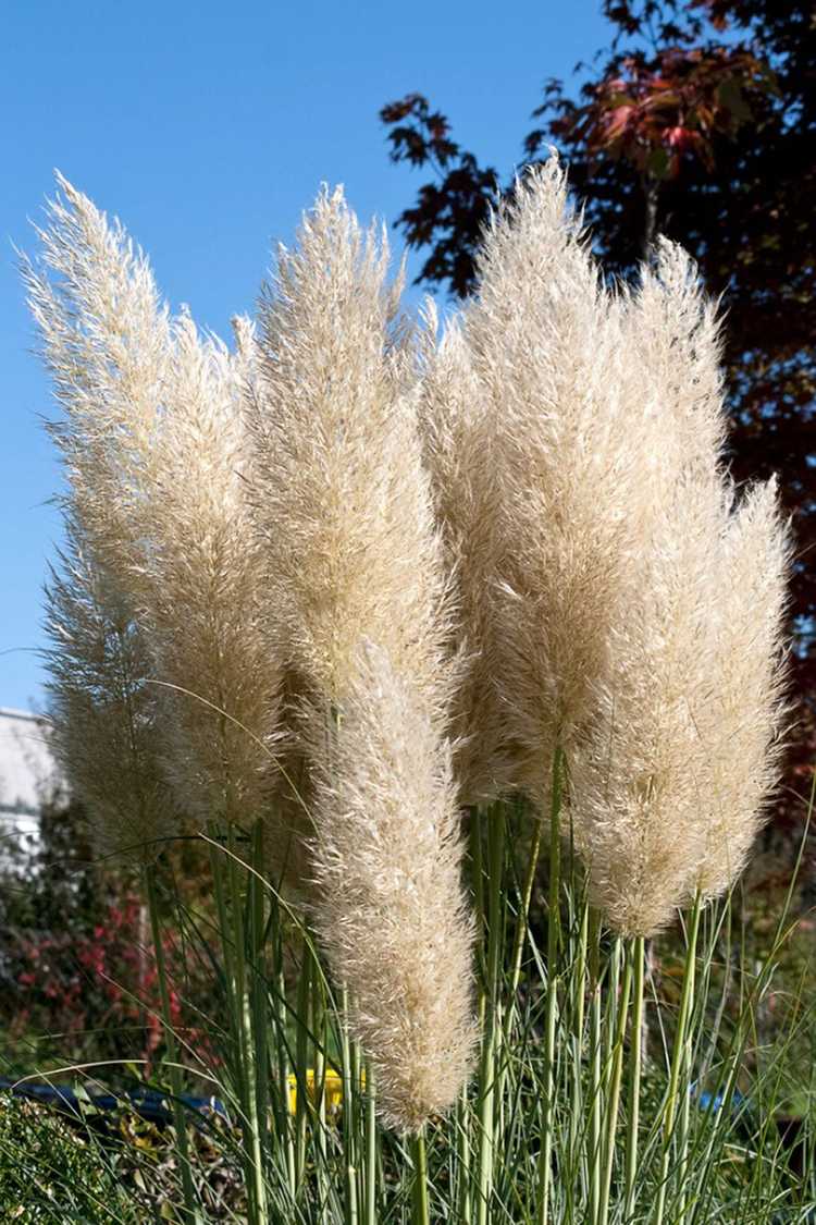 You are currently viewing Entretien de l'herbe de la pampa en pot : comment faire pousser de l'herbe de la pampa dans des conteneurs