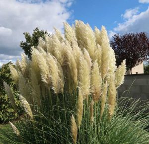 Lire la suite à propos de l’article Taille de l'herbe de la pampa : quand et comment tailler les plantes d'herbe de la pampa