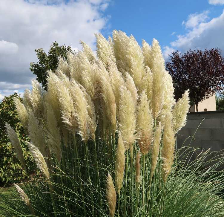 You are currently viewing Taille de l'herbe de la pampa : quand et comment tailler les plantes d'herbe de la pampa