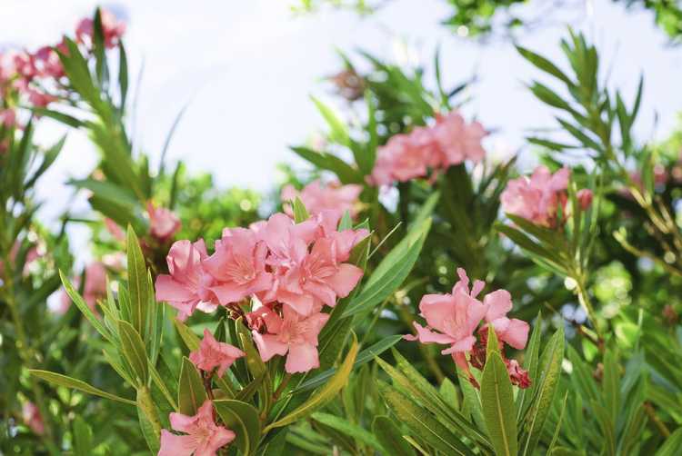 You are currently viewing Enlever les buissons de lauriers-roses – Comment se débarrasser des lauriers-roses