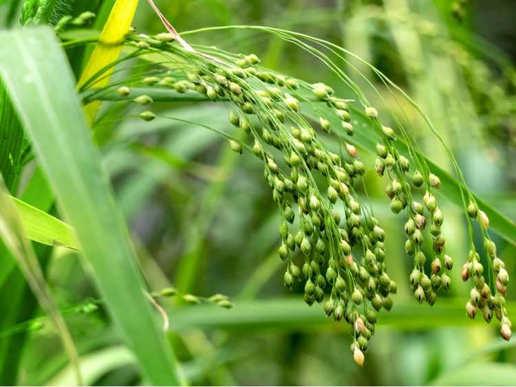 You are currently viewing Herbe de millet sauvage – En savoir plus sur la culture des plantes de millet commun