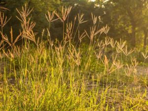 Lire la suite à propos de l’article Qu'est-ce que l'herbe des moulins à vent : découvrez les informations et le contrôle de l'herbe des moulins à vent