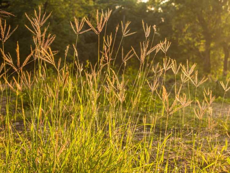 You are currently viewing Qu'est-ce que l'herbe des moulins à vent : découvrez les informations et le contrôle de l'herbe des moulins à vent