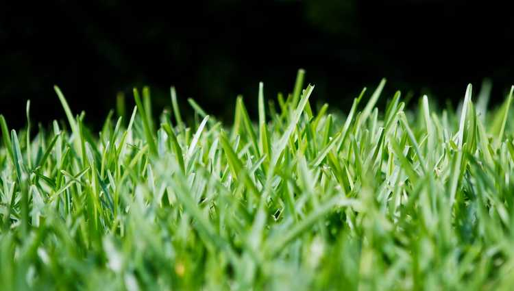 You are currently viewing En savoir plus sur l'utilisation de l'herbe Saint-Augustin pour votre pelouse