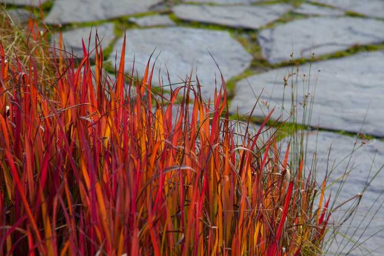 You are currently viewing Entretien de l'herbe sanguine japonaise : conseils pour cultiver des herbes sanguines japonaises