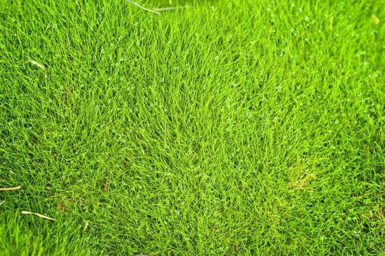 You are currently viewing Pelouses sans chichi avec l'herbe Zoysia