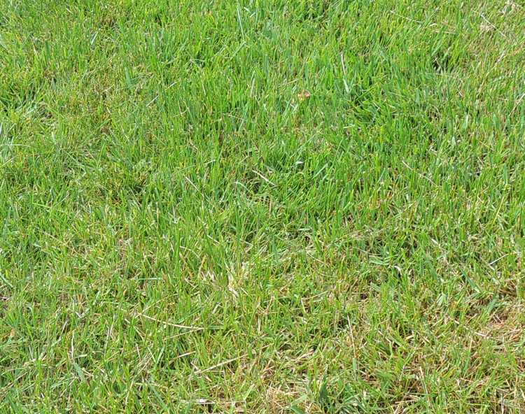 You are currently viewing Élimination de l'herbe Zoysia : comment contenir l'herbe Zoysia