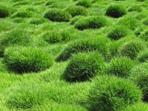 Lire la suite à propos de l’article Chaume dans l'herbe Zoysia – Dois-je déchaumer les pelouses Zoysia